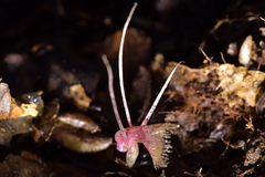 Corybas cryptanthus