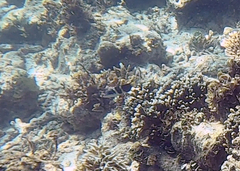 Thalassoma jansenii