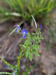 Trichostema dichotomum
