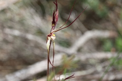 Caladenia capillata