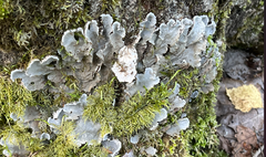 Peltigera canina