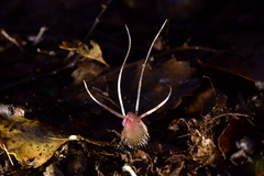 Corybas cryptanthus