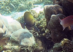 Zebrasoma scopas