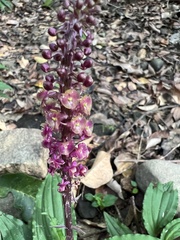 Crepidium roohutuensis