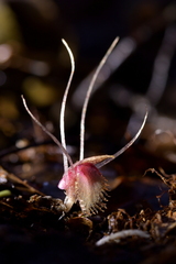 Corybas cryptanthus