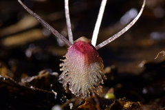 Corybas cryptanthus
