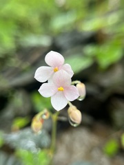 Begonia crenata