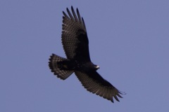 Buteo albonotatus