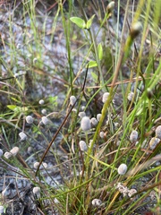 Lachnocaulon anceps