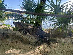 Ctenosaura similis