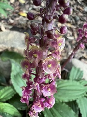 Crepidium roohutuensis