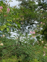Mimosa diplotricha