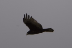 Buteo albonotatus