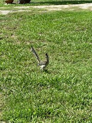 Geococcyx californianus