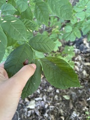 Fraxinus excelsior