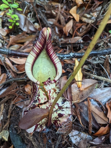 Nepenthes rafflesiana