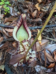 Nepenthes rafflesiana