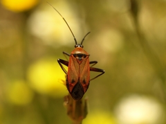 Calocoris nemoralis