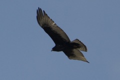 Buteo albonotatus