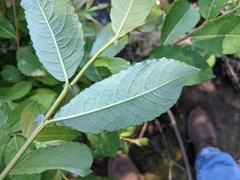 Salix atrocinerea