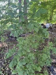 Fraxinus excelsior