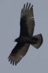 Buteo albonotatus