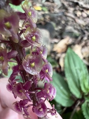 Crepidium roohutuensis