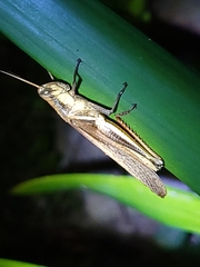 Stenocatantops splendens