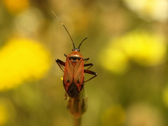 Calocoris nemoralis