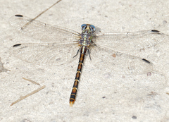 Erpetogomphus lampropeltis