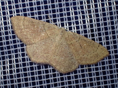 Cyclophora ruficiliaria