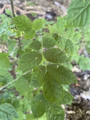 Fraxinus excelsior