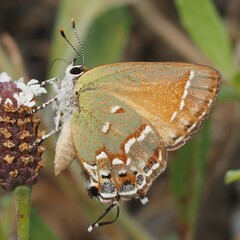Callophrys gryneus