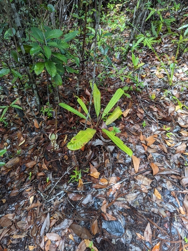 Nepenthes rafflesiana