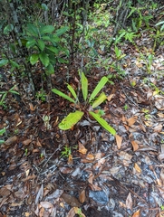 Nepenthes rafflesiana