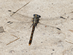 Erpetogomphus lampropeltis