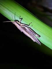 Stenocatantops splendens