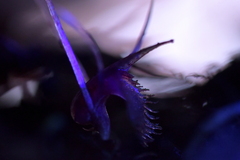 Corybas cryptanthus
