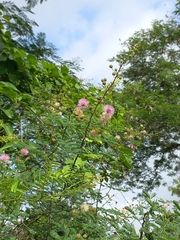 Mimosa diplotricha
