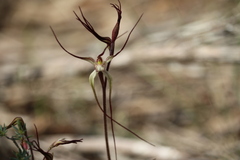 Caladenia capillata