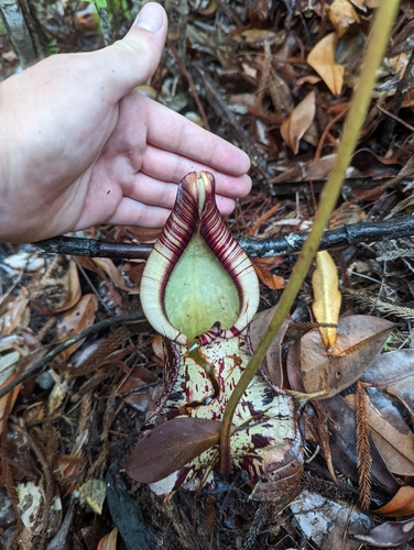 Nepenthes rafflesiana
