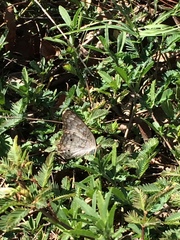 Anartia jatrophae