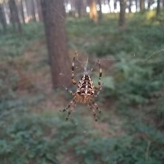 Araneus diadematus
