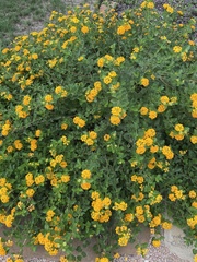 Lantana urticoides