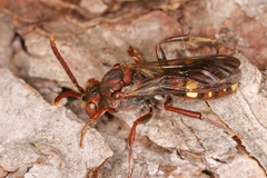 Nomada
