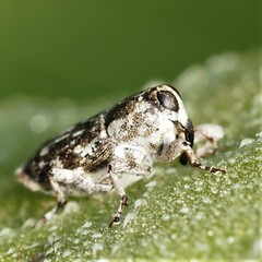 Cylindrocopturus adspersus
