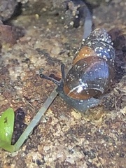 Cochlicopa lubrica