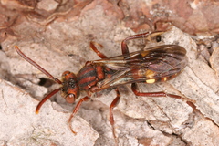 Nomada