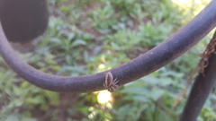Megafreya sutrix