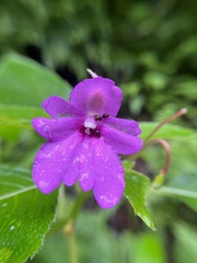 Impatiens pulcherrima